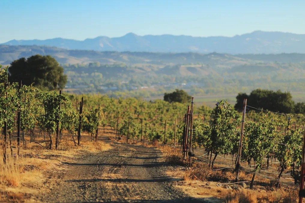 Vega Vineyard & Farm #2