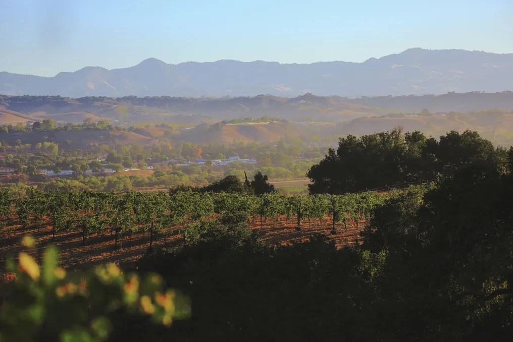 Vega Vineyard & Farm #3