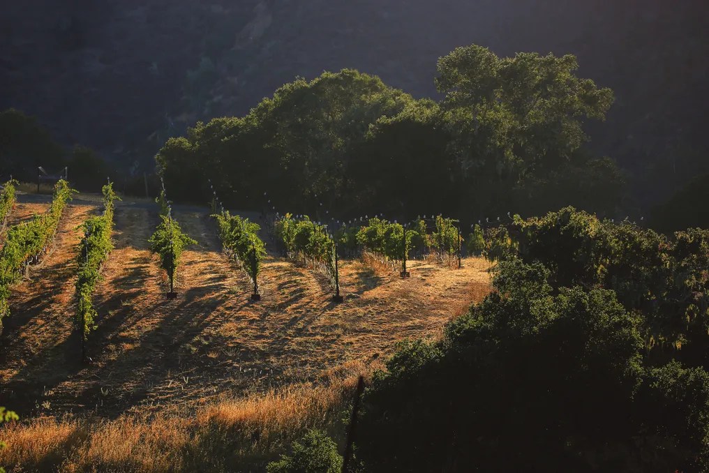 Vega Vineyard & Farm #4