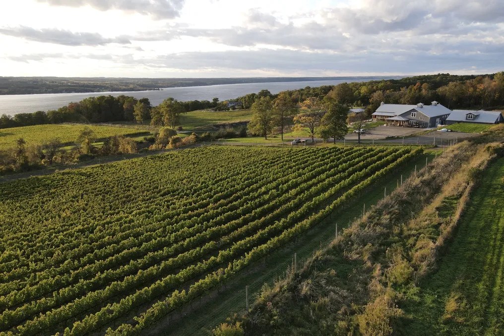 Bright Leaf Vineyard #1