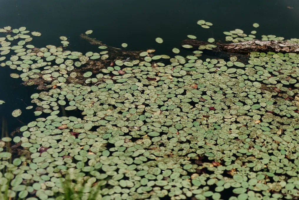 Splendor Pond Flower Farm #16