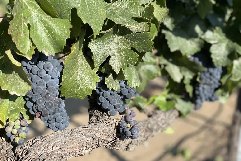 Maurice Carrie Winery #9