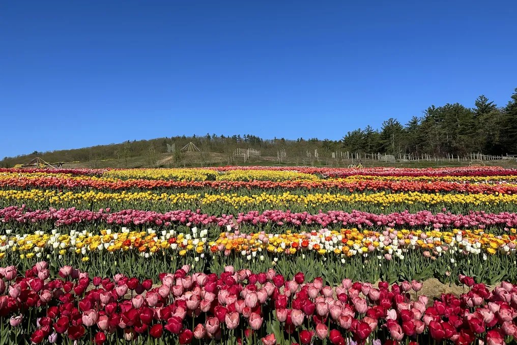 The Farm at Wolf Pine Hollow #5