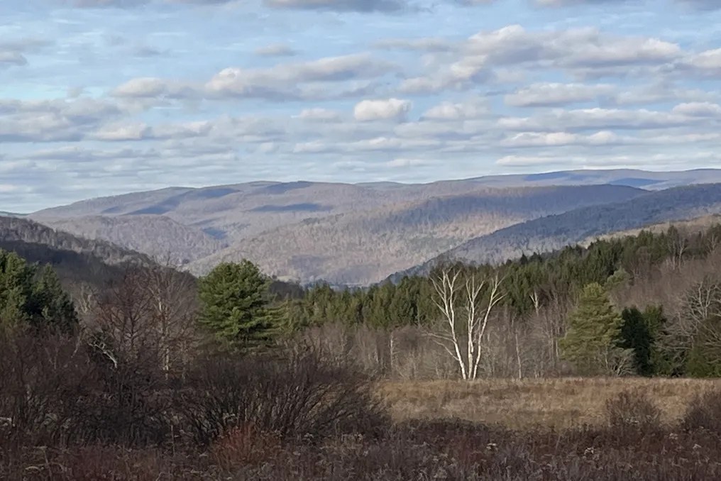 Mountain Meadows #11