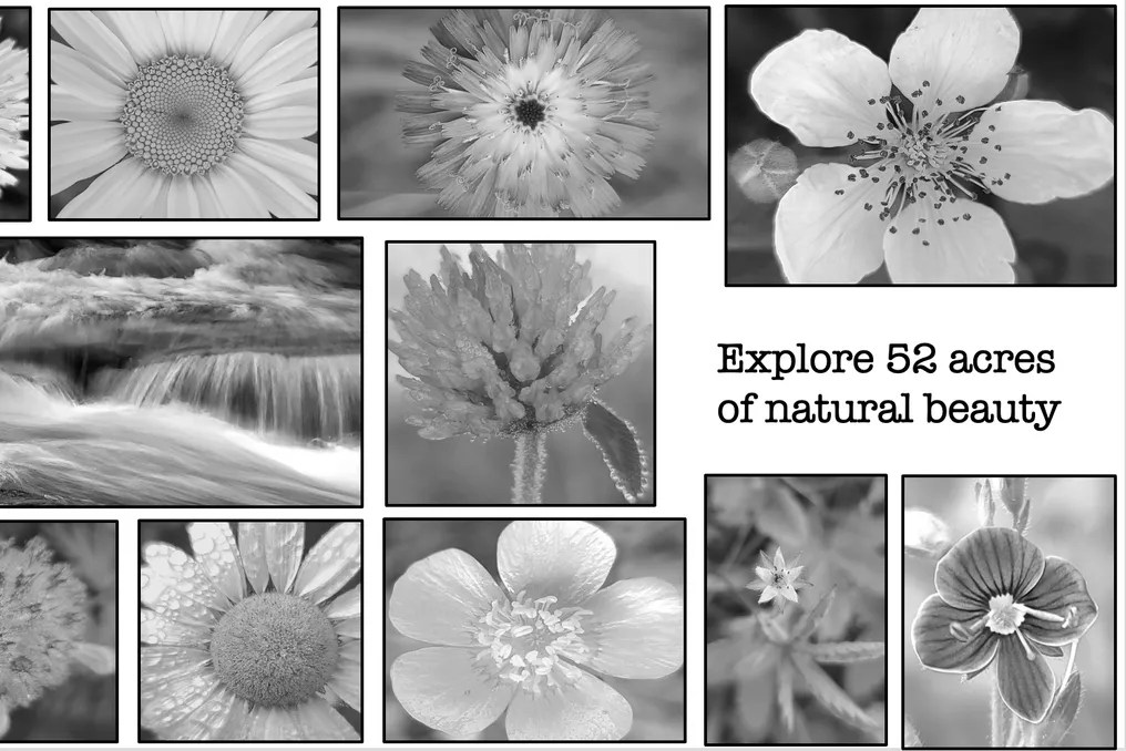 Mountain Meadows #77