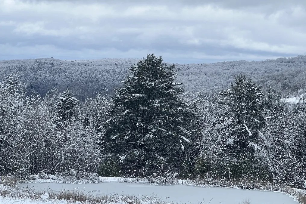 Mountain Meadows #126