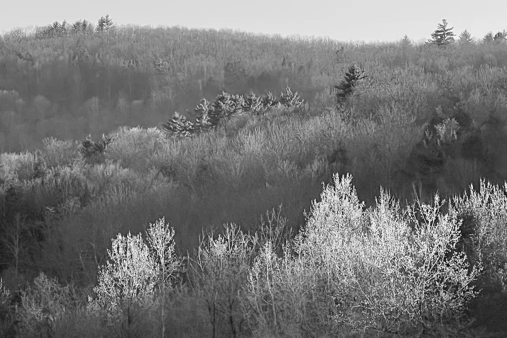Mountain Meadows #138