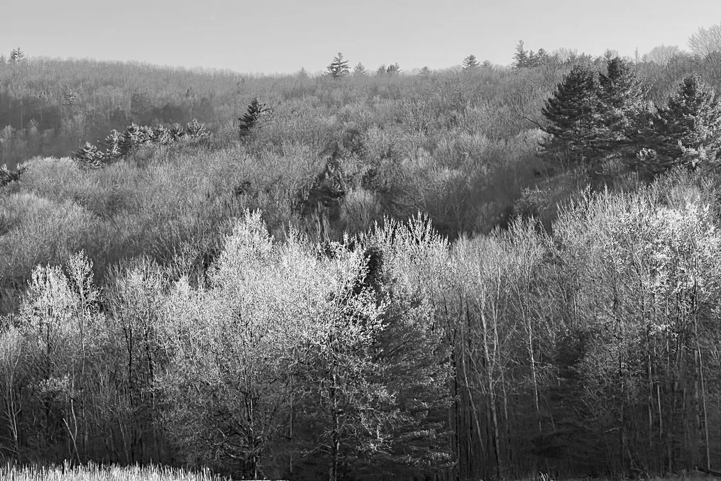 Mountain Meadows #139