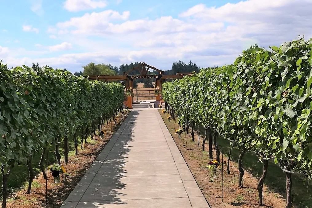 Jacquot Vineyard #12