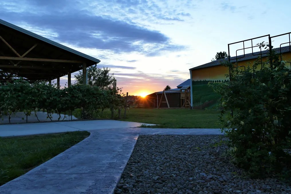 Jacquot Vineyard #16