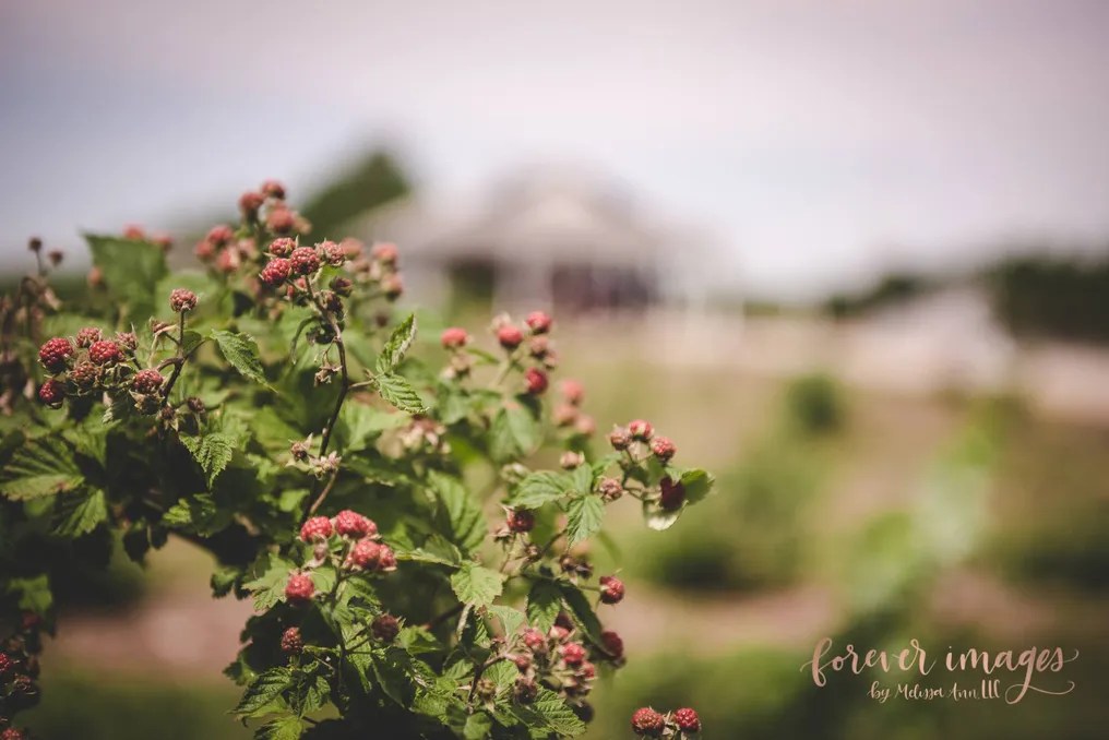 Blue Barn Berry Farm & Event Venue #19