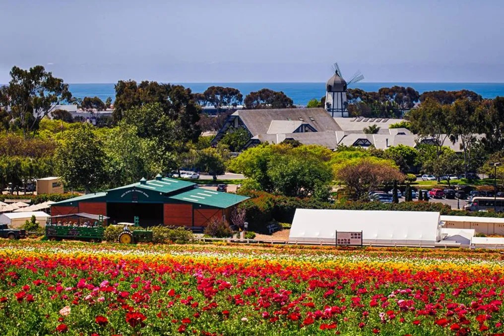 The Flower Fields #23