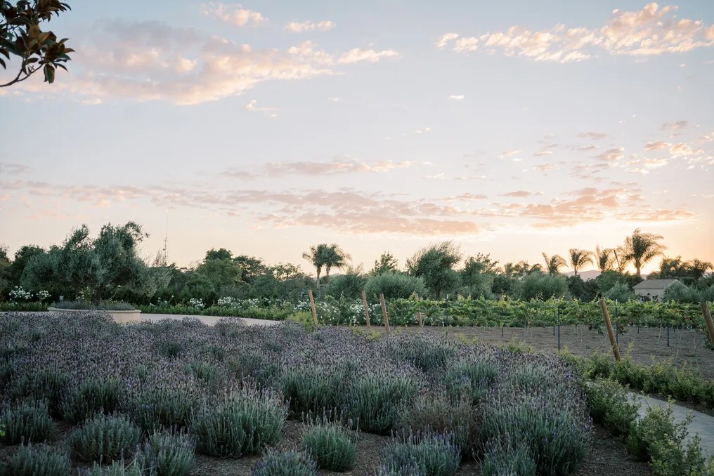 Tuscan Rose Ranch #1