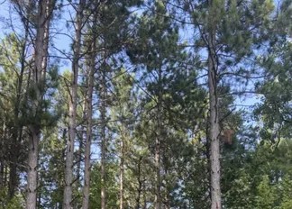 The Pines Event Center #1