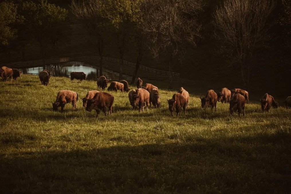 Bullbourne Ranch #65