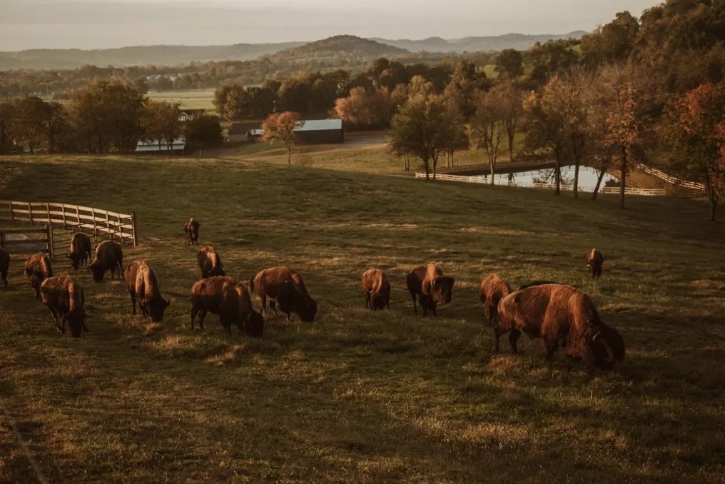 Bullbourne Ranch #66