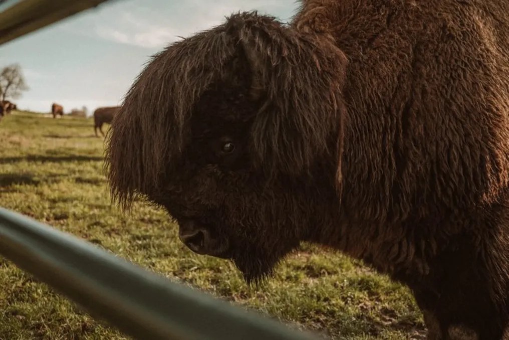 Bullbourne Ranch #68