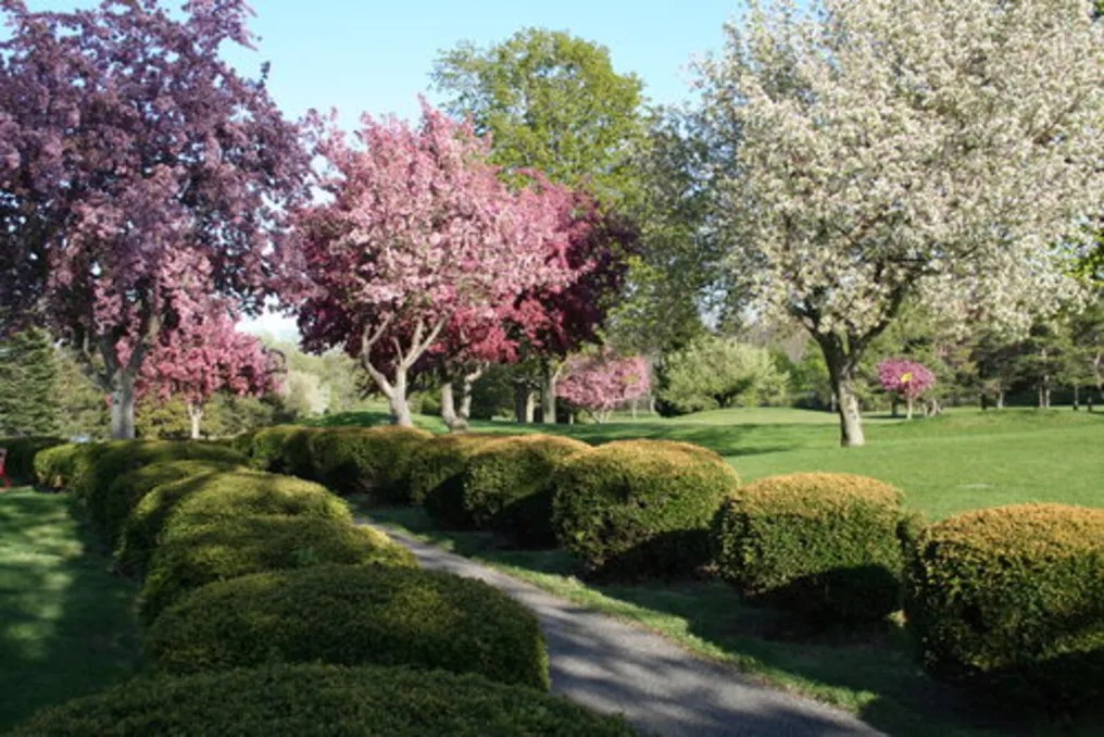 Clifton Springs Country Club #9
