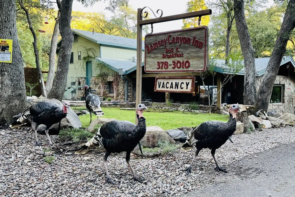 Ramsey Canyon Inn #4