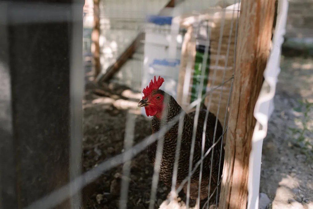 Lullaby Farm #8