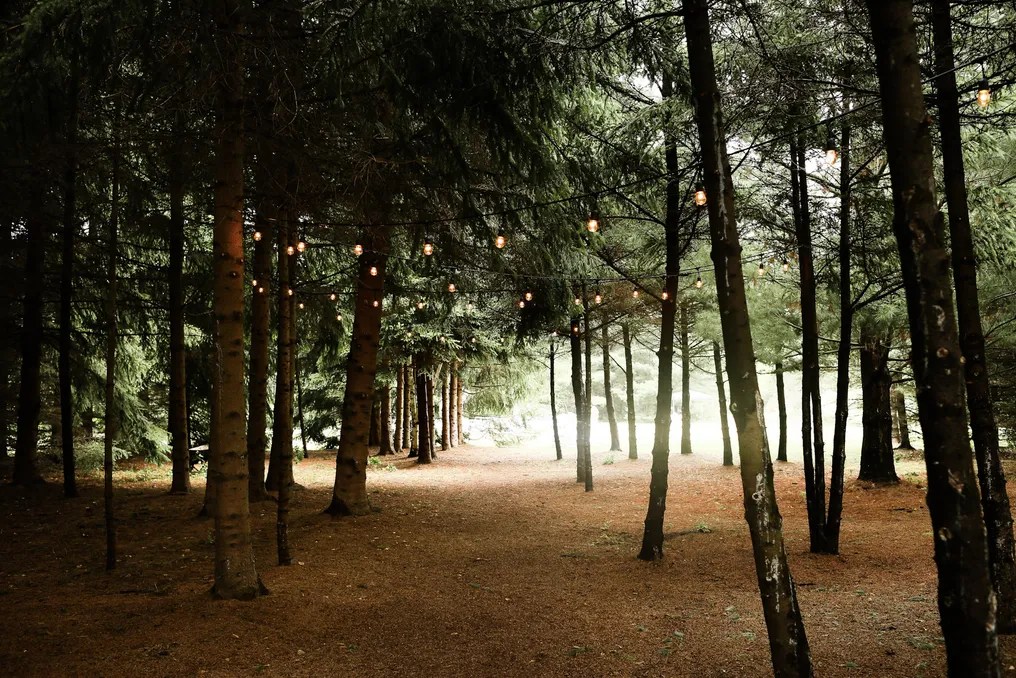 THE PINE TREE BARN #14