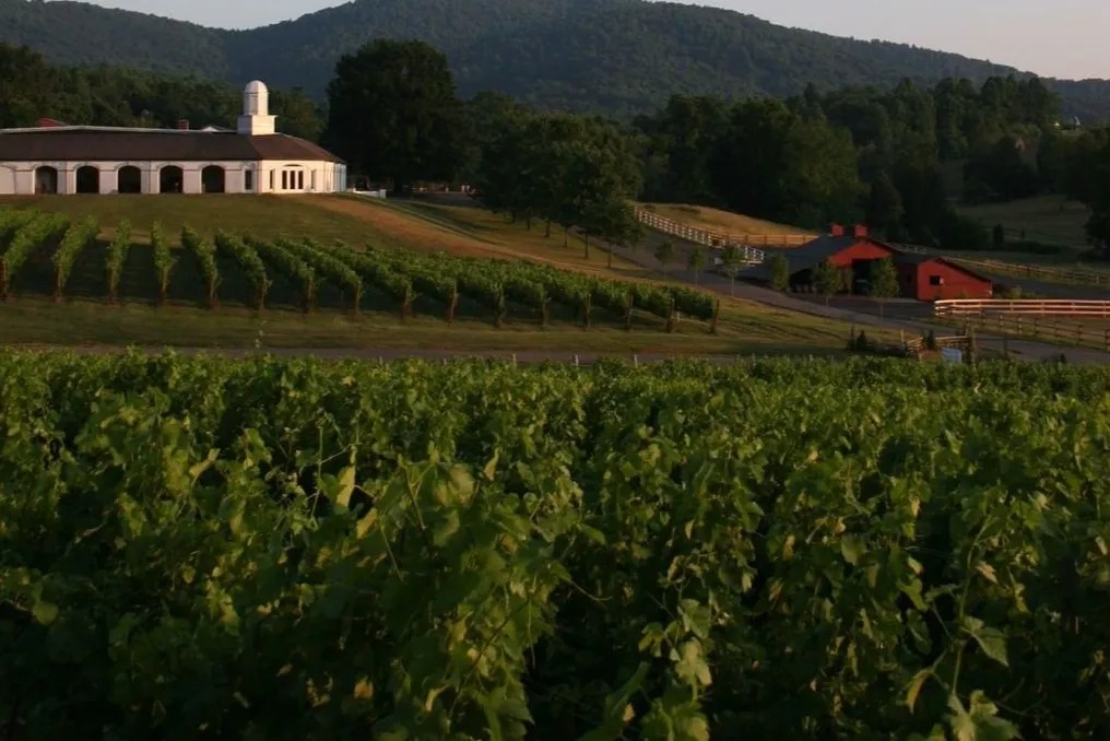 Barboursville Vineyards #47