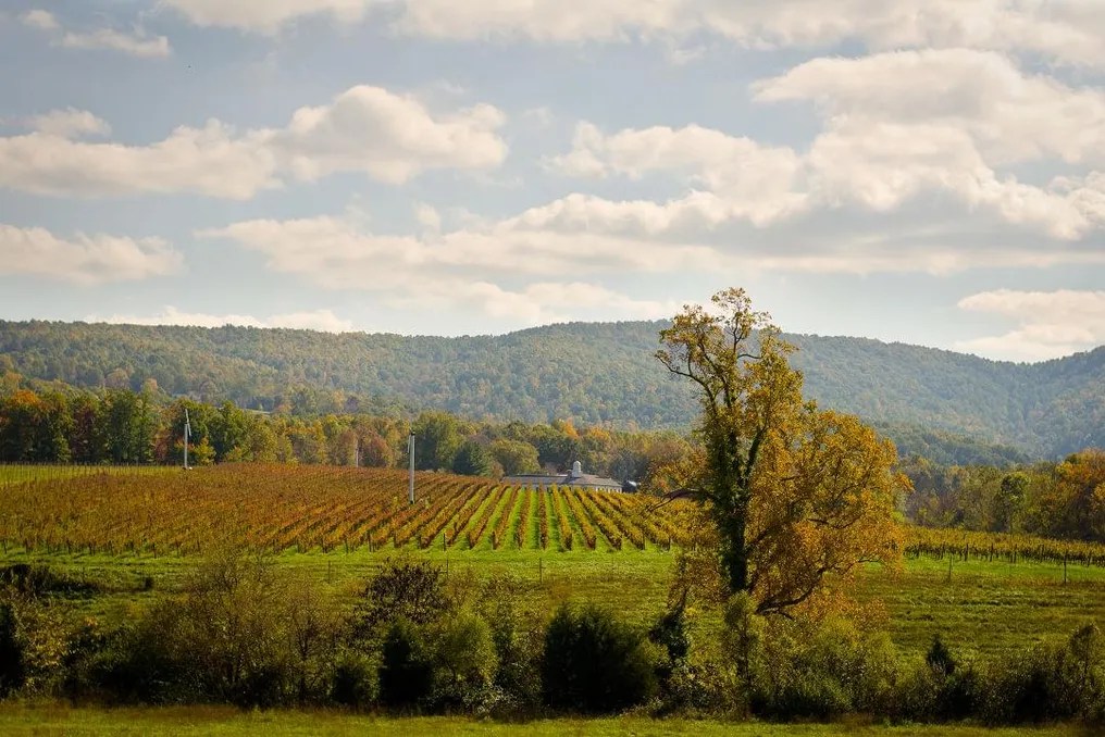 Barboursville Vineyards #54