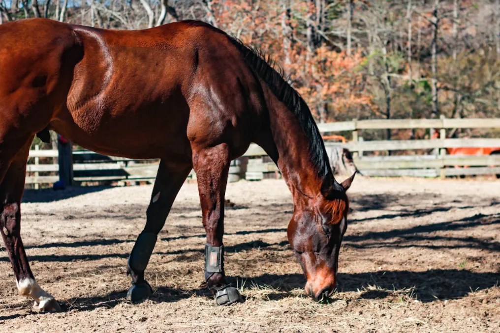 Stonington Farms #7