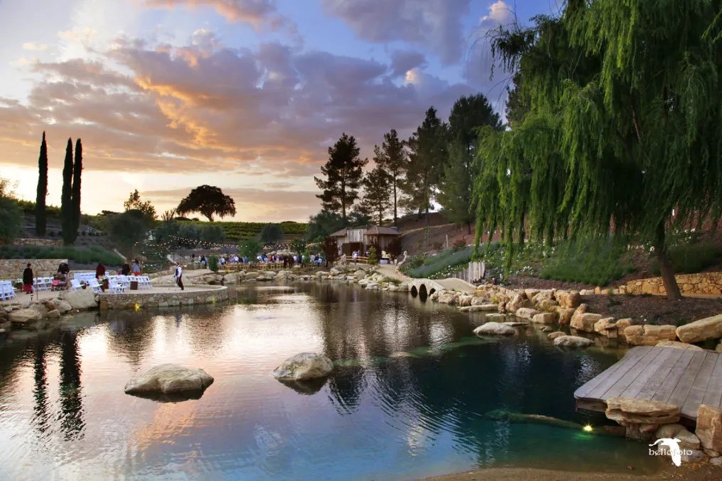 Terra Mia Vineyards #1
