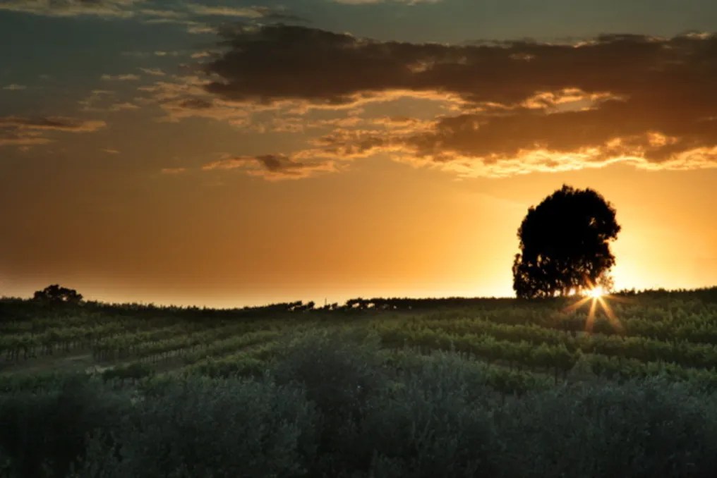 Terra Mia Vineyards #5