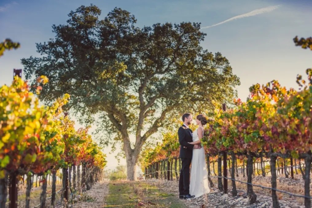 Terra Mia Vineyards #6