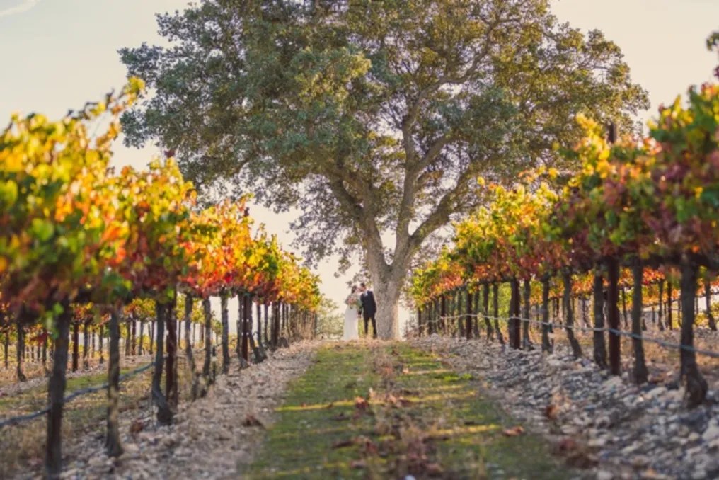 Terra Mia Vineyards #12