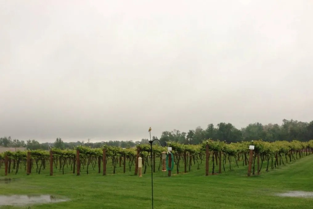 Lavender Crest Winery #23
