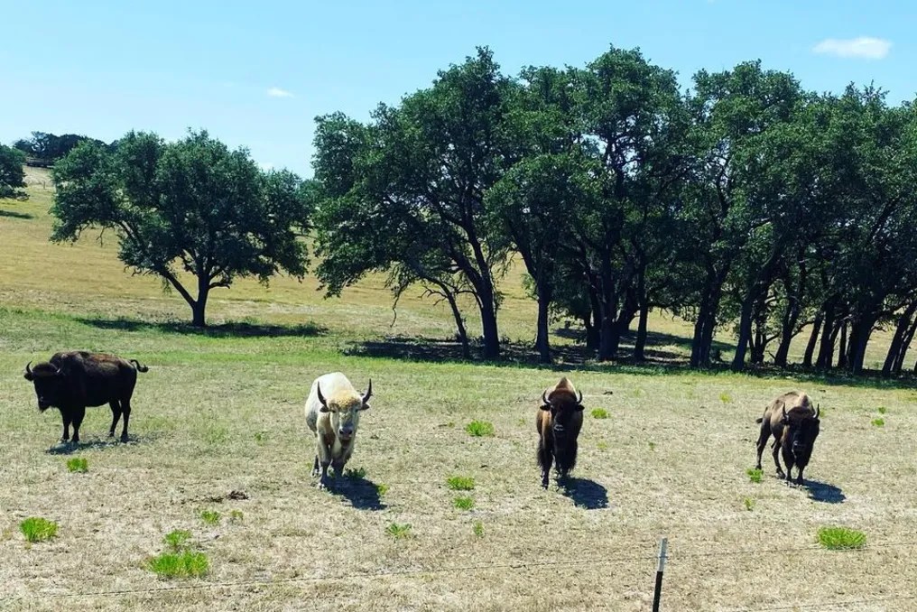 Wagon Springs Ranch #26