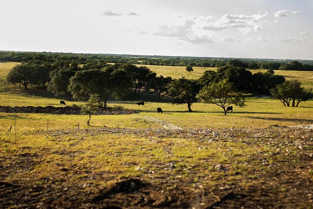 Wagon Springs Ranch #64