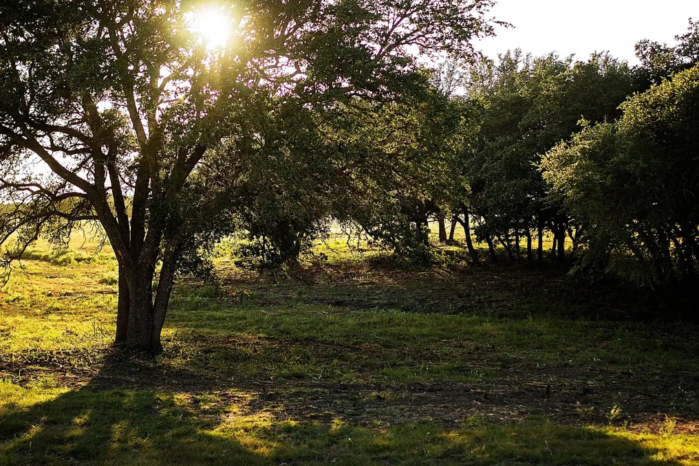 Wagon Springs Ranch #66