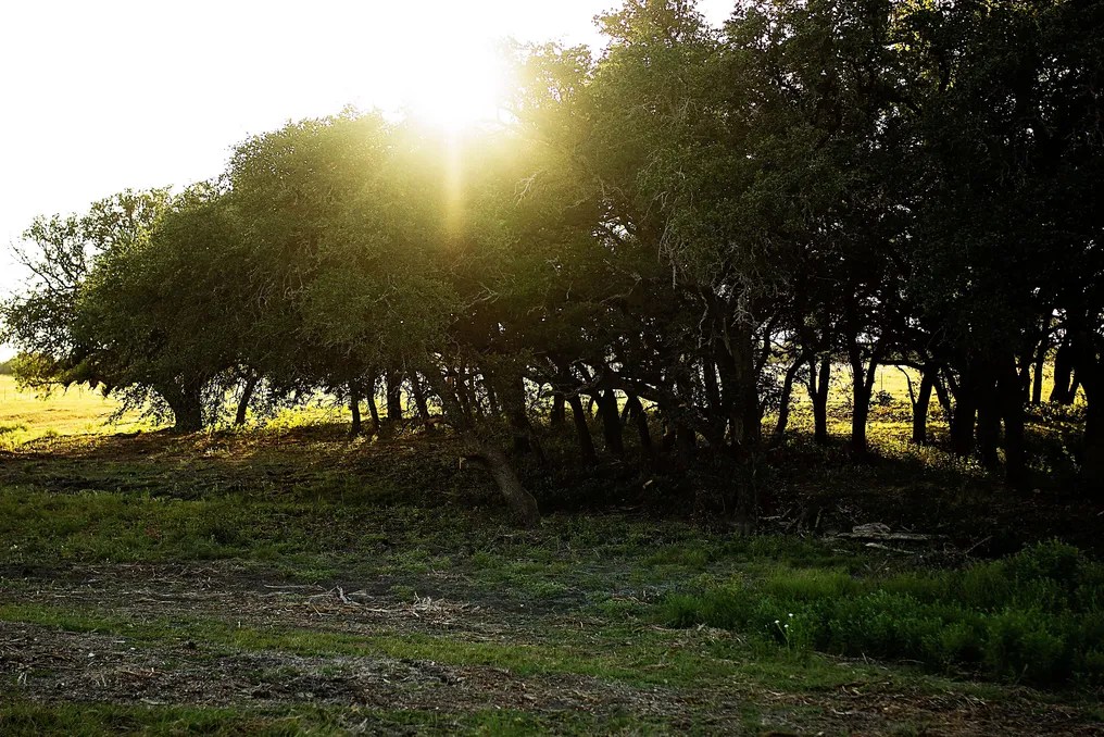 Wagon Springs Ranch #67