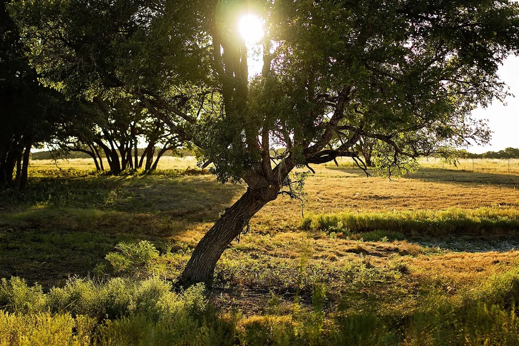 Wagon Springs Ranch #70