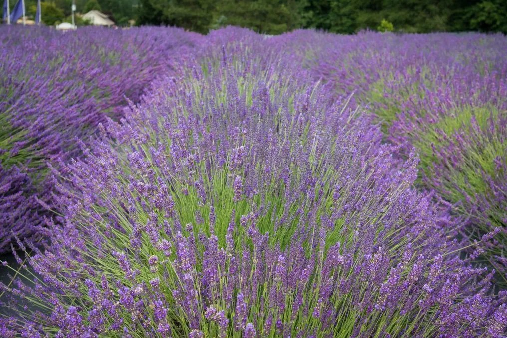 Castle Rock Lavender #1