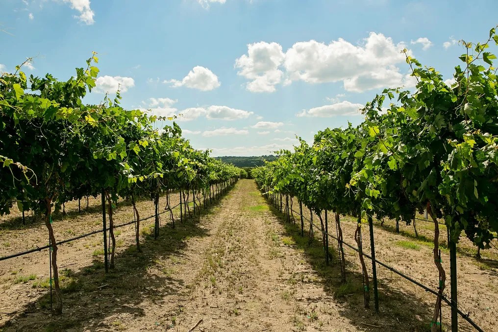 Dove Ridge Vineyard #108