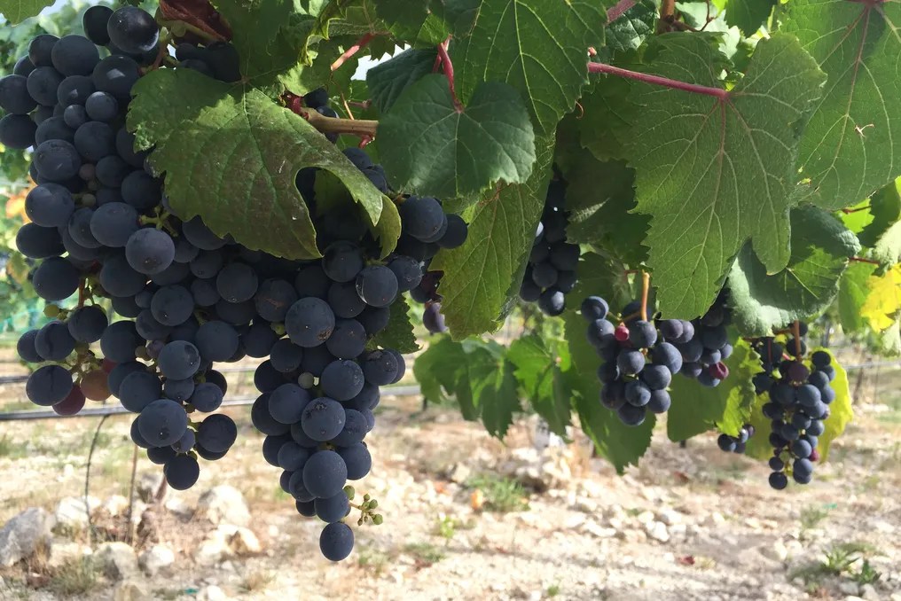 Dove Ridge Vineyard #130