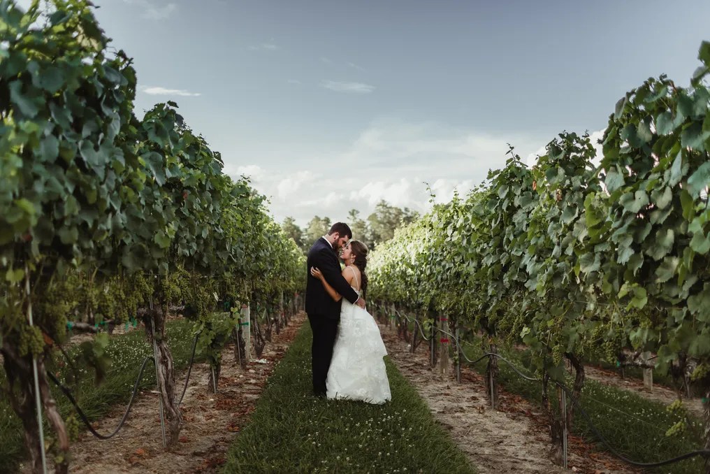 Burntshirt Vineyards #1
