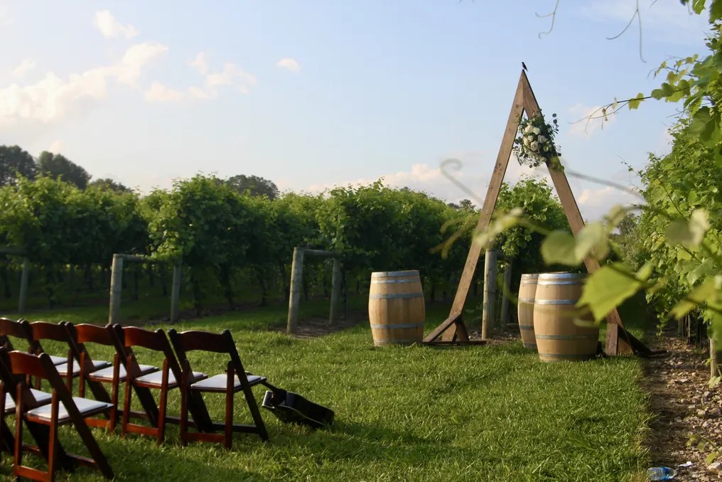 Burntshirt Vineyards #11