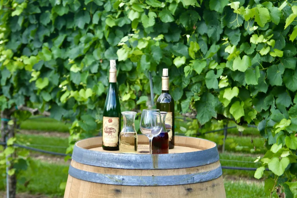 Burntshirt Vineyards #13