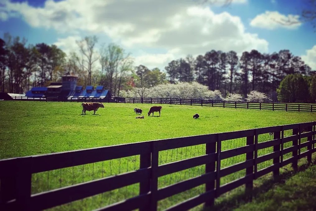 Cherry Hollow Farm #5