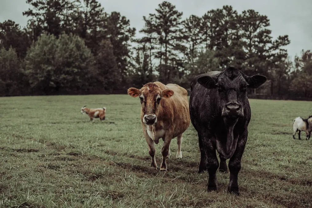 Cherry Hollow Farm #23