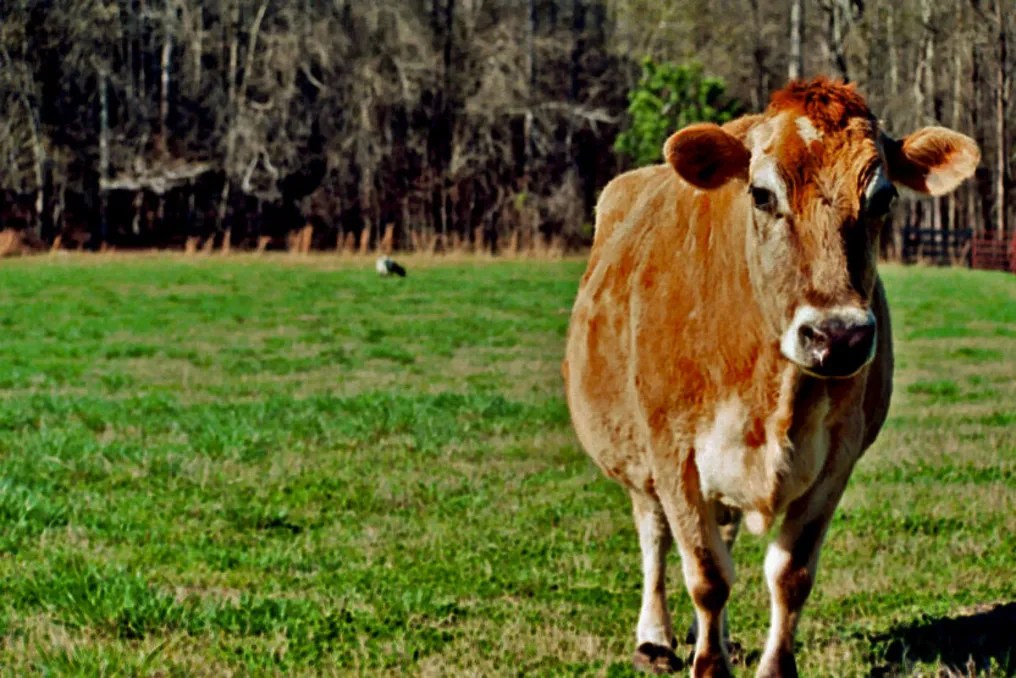 Cherry Hollow Farm #46