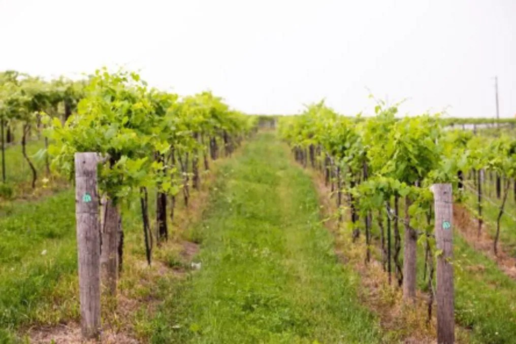 Buchanan House Winery #16