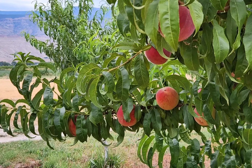 Palisade Orchard Weddings #5