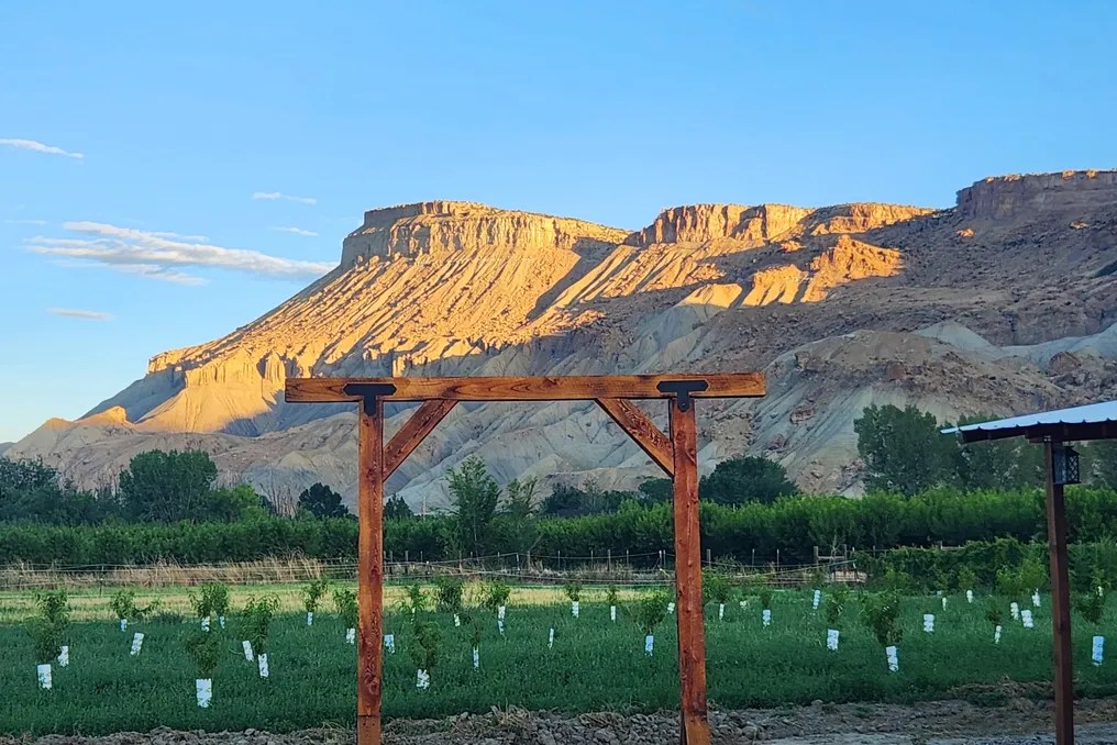 Palisade Orchard Weddings #6